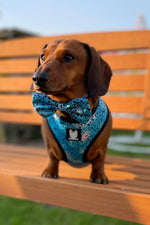 Load image into Gallery viewer, Liberty Collar &amp; Bow
