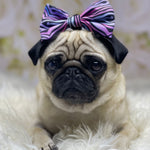 Load image into Gallery viewer, Shibori Tigris Collar &amp; Bow
